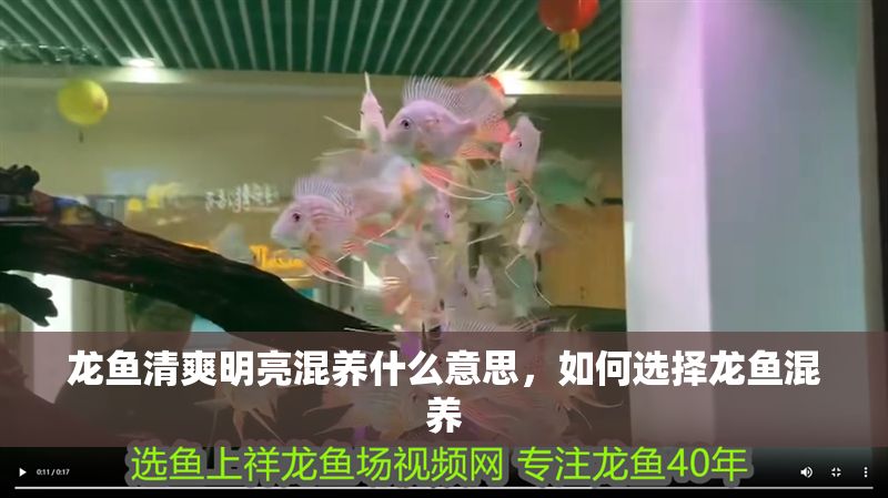 龍魚清爽明亮混養什么意思，如何選擇龍魚混養