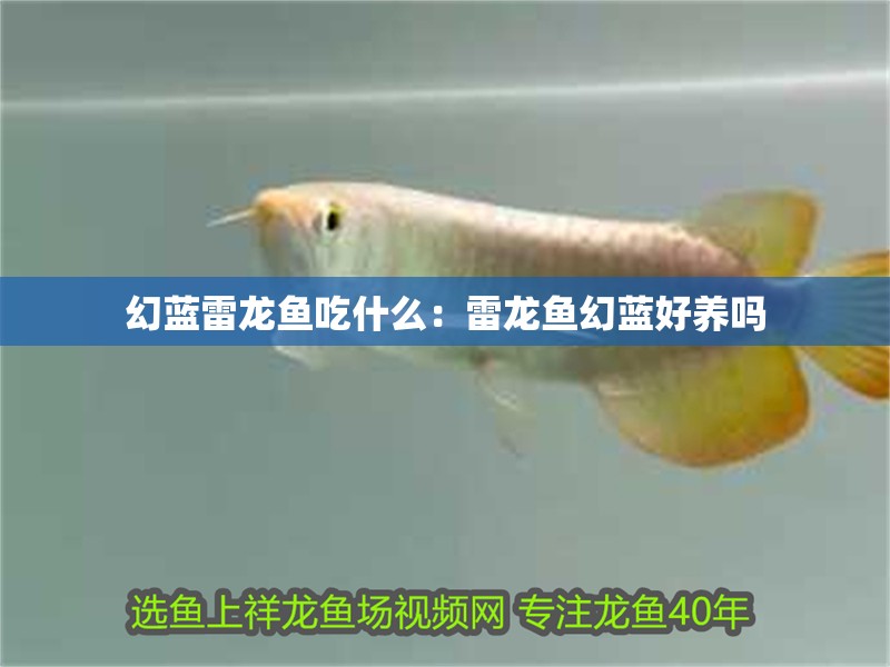 幻藍(lán)雷龍魚吃什么：雷龍魚幻藍(lán)好養(yǎng)嗎