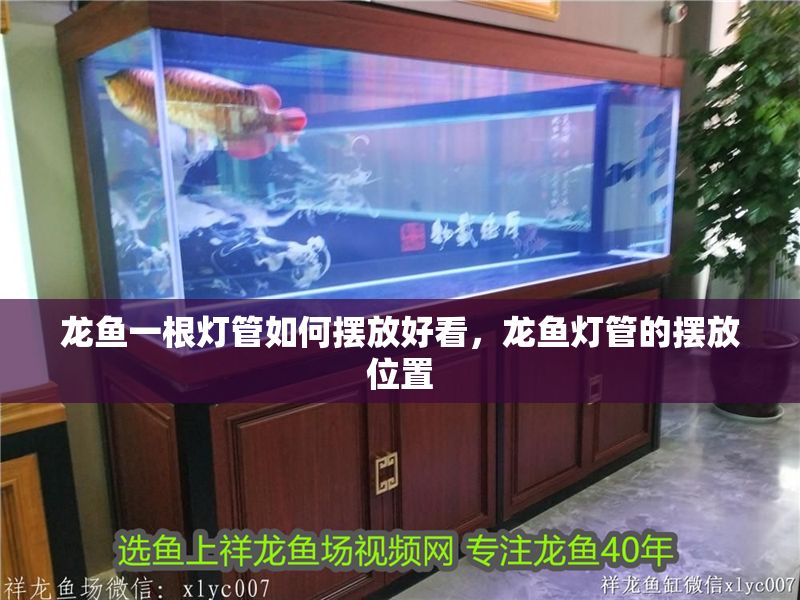 龍魚一根燈管如何擺放好看，龍魚燈管的擺放位置