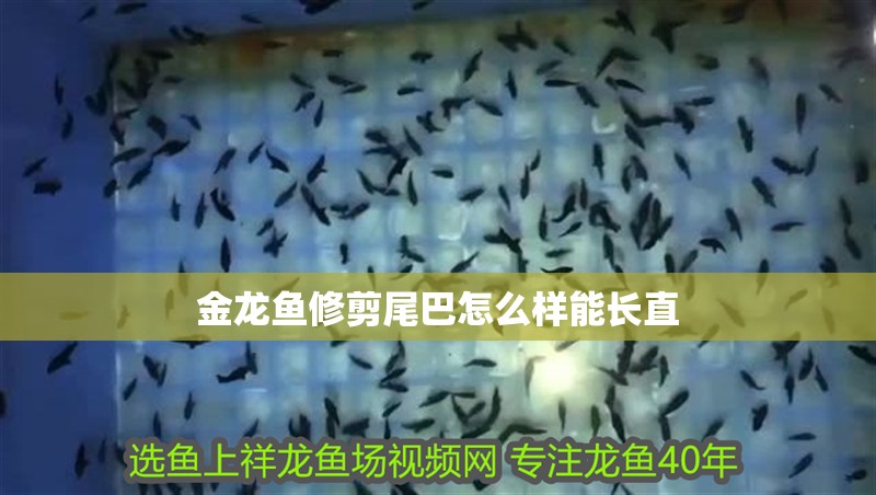 金龍魚修剪尾巴怎么樣能長直