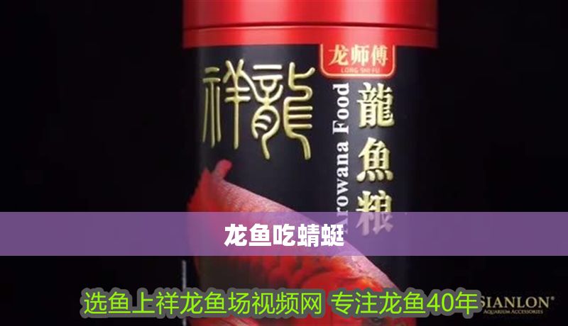 龍魚吃蜻蜓 龍魚吃蜻蜓 龍魚百科 第2張