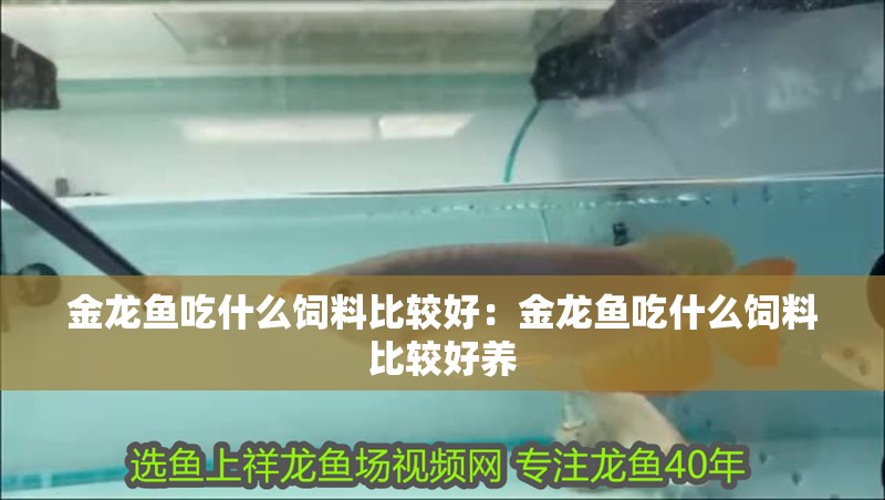 金龍魚吃什么飼料比較好：金龍魚吃什么飼料比較好養