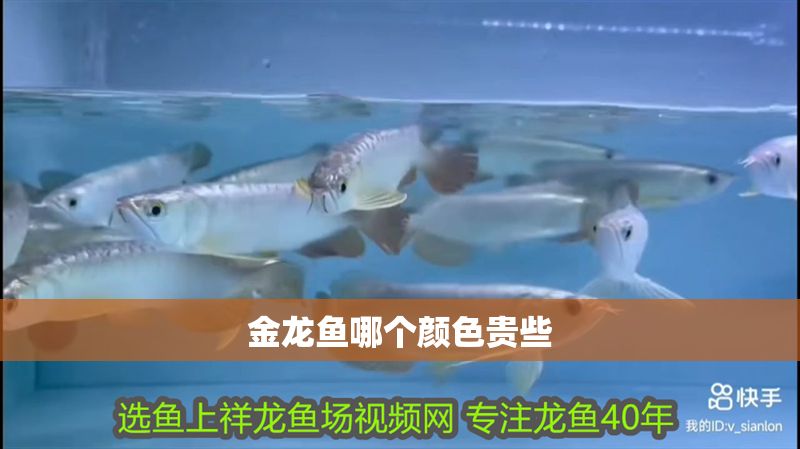 金龍魚哪個顏色貴些