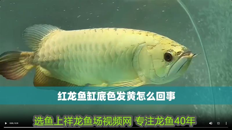 紅龍魚缸底色發黃怎么回事