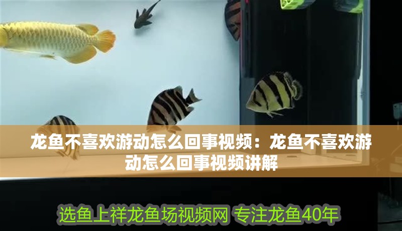 龍魚不喜歡游動怎么回事視頻：龍魚不喜歡游動怎么回事視頻講解