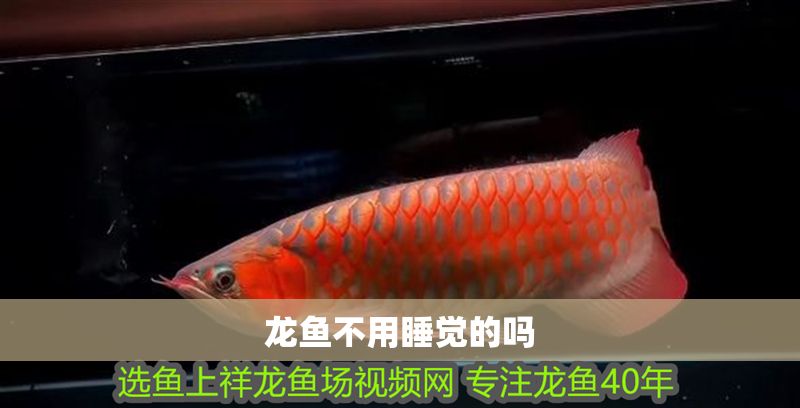 龍魚不用睡覺的嗎 龍魚不用睡覺的嗎 龍魚百科 第2張