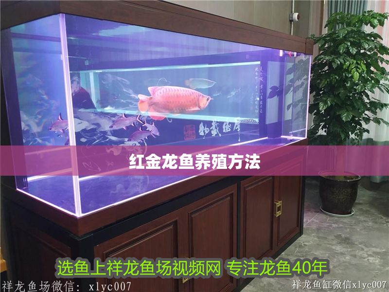 紅金龍魚養(yǎng)殖方法