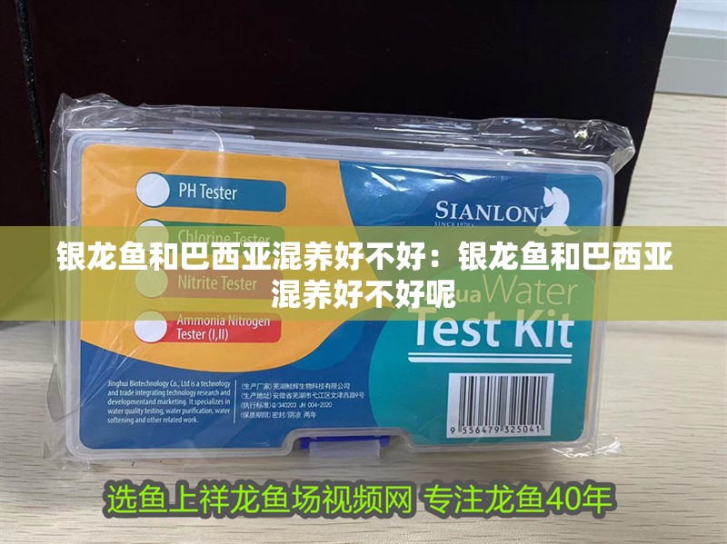 銀龍魚和巴西亞混養(yǎng)好不好：銀龍魚和巴西亞混養(yǎng)好不好呢