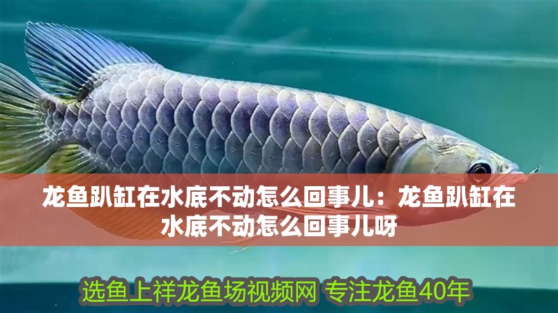 龍魚趴缸在水底不動怎么回事兒：龍魚趴缸在水底不動怎么回事兒呀 龍魚趴缸在水底不動怎么回事兒：龍魚趴缸在水底不動怎么回事兒呀 水族問答