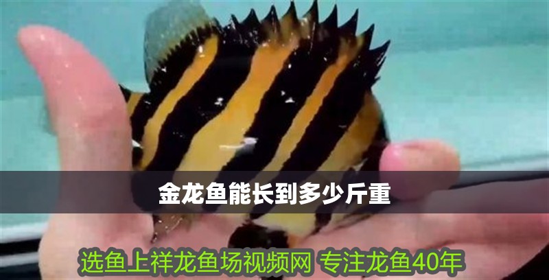 金龍魚能長到多少斤重