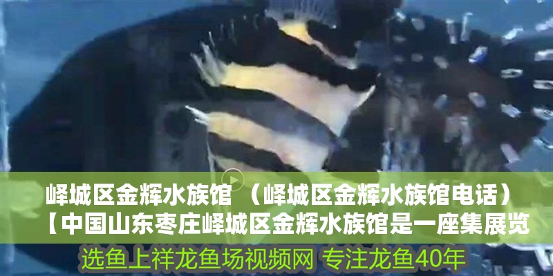 嶧城區(qū)金輝水族館 （嶧城區(qū)金輝水族館電話(huà)）【中國(guó)山東棗莊嶧城區(qū)金輝水族館是一座集展覽、科研、教育和娛樂(lè)于一體的海洋生物】