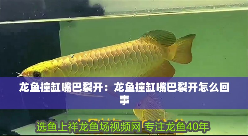 龍魚撞缸嘴巴裂開：龍魚撞缸嘴巴裂開怎么回事