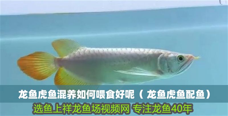 龍魚虎魚混養如何喂食好呢（ 龍魚虎魚配魚）