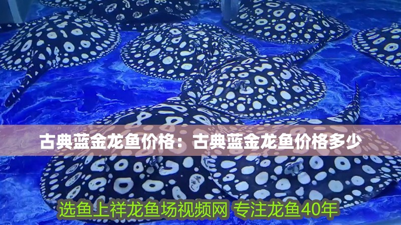 古典藍金龍魚價格：古典藍金龍魚價格多少