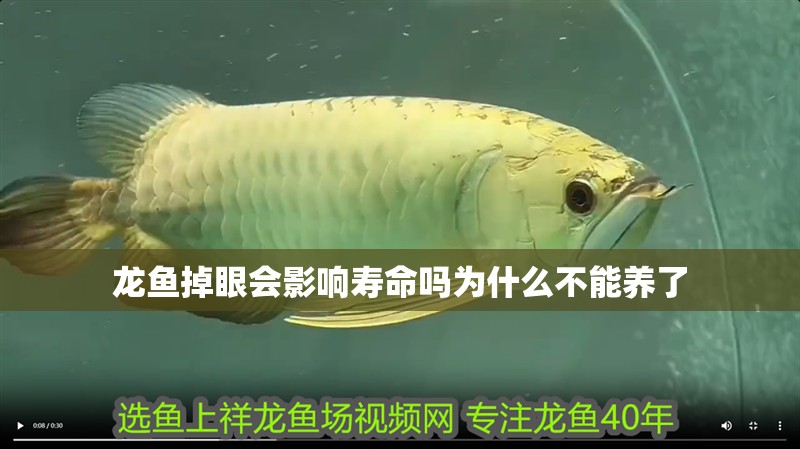 龍魚掉眼會影響壽命嗎為什么不能養了
