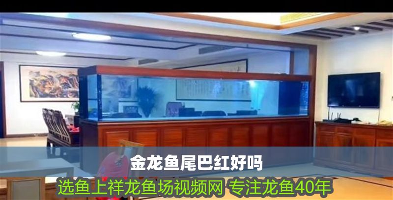 金龍魚尾巴紅好嗎