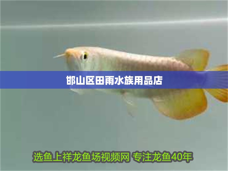 邯山區(qū)田雨水族用品店
