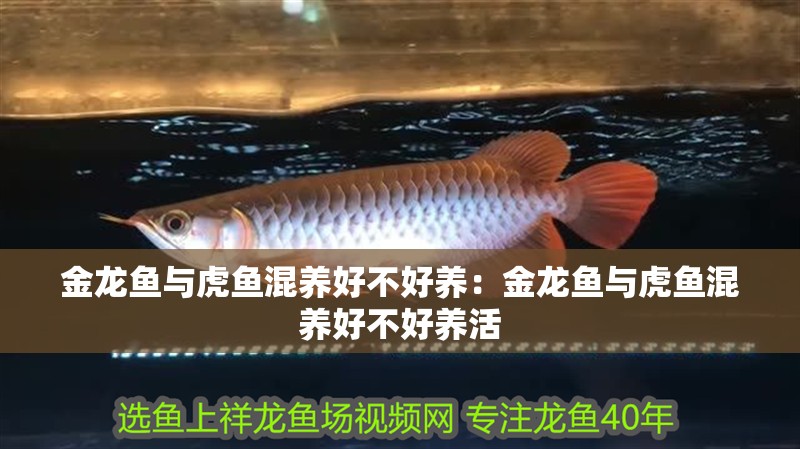 金龍魚與虎魚混養好不好養：金龍魚與虎魚混養好不好養活