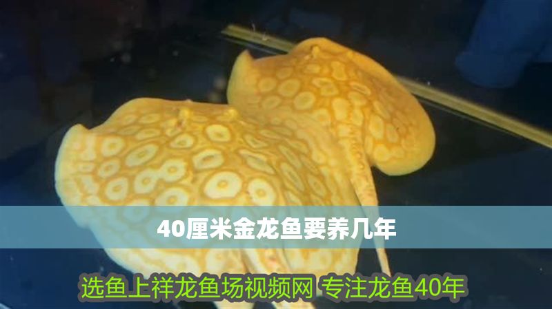 40厘米金龍魚要養(yǎng)幾年