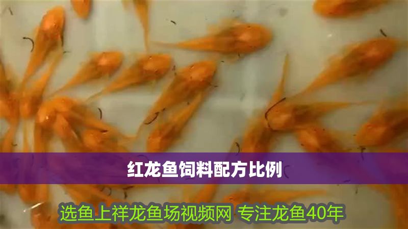 紅龍魚飼料配方比例
