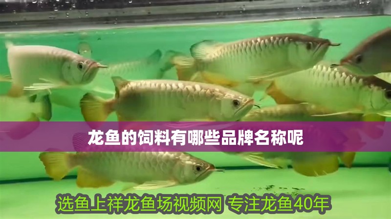 龍魚的飼料有哪些品牌名稱呢
