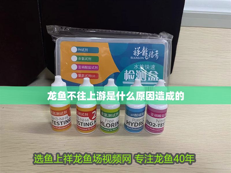 龍魚不往上游是什么原因造成的