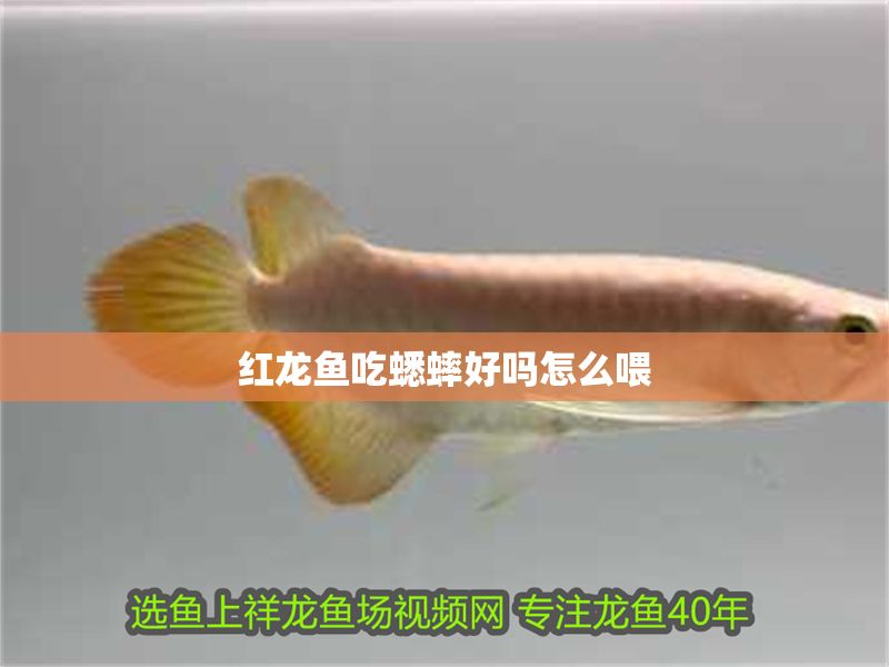 紅龍魚吃蟋蟀好嗎怎么喂