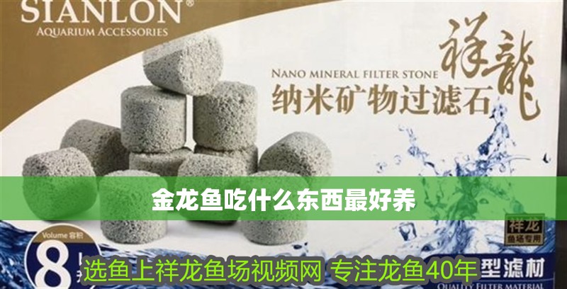 金龍魚吃什么東西最好養