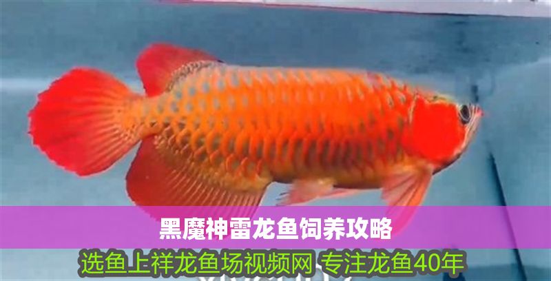 黑魔神雷龍魚(yú)飼養(yǎng)攻略