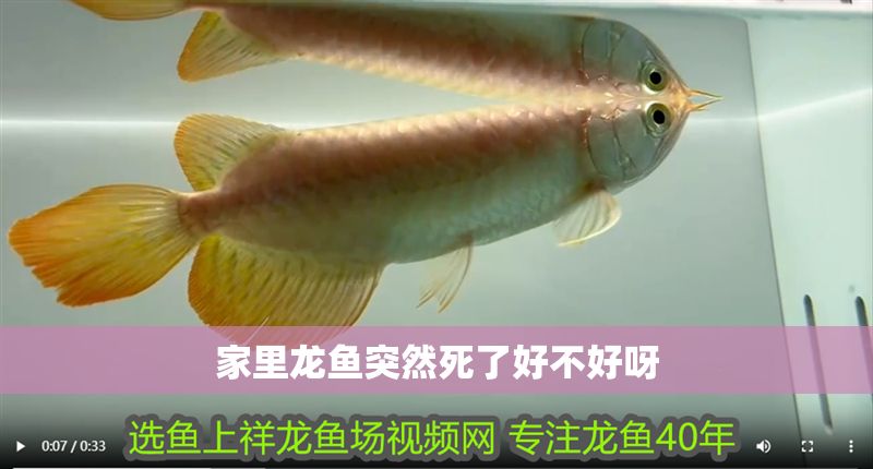 家里龍魚突然死了好不好呀