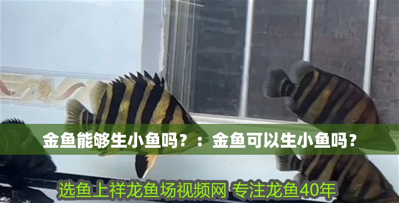 金魚能夠生小魚嗎？：金魚可以生小魚嗎？