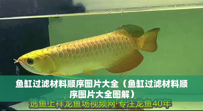 魚缸過濾材料順序圖片大全（魚缸過濾材料順序圖片大全圖解） 魚缸過濾材料順序圖片大全（魚缸過濾材料順序圖片大全圖解） 龍魚百科 第1張