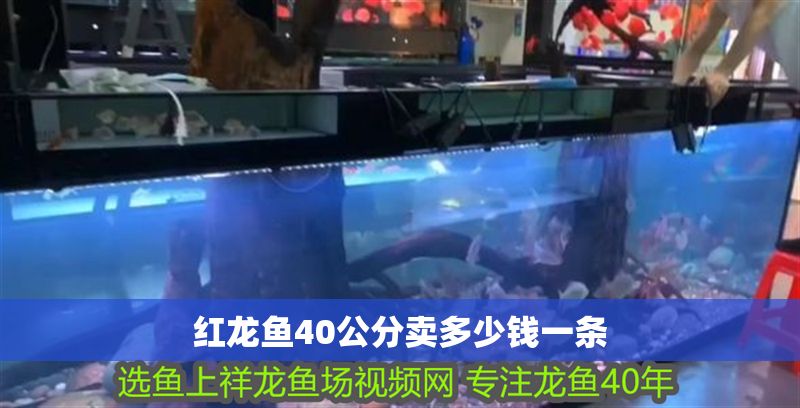 紅龍魚(yú)40公分賣(mài)多少錢(qián)一條