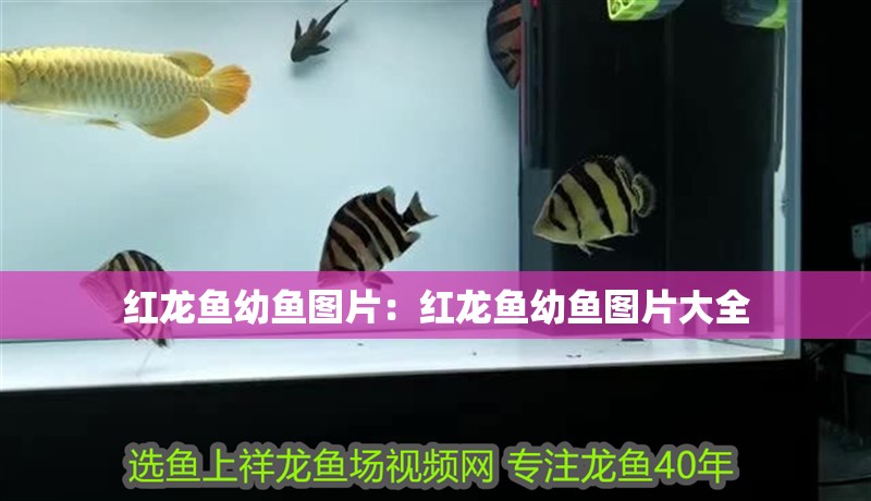 紅龍魚幼魚圖片:紅龍魚幼魚圖片大全