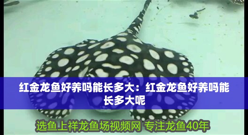 紅金龍魚好養嗎能長多大：紅金龍魚好養嗎能長多大呢