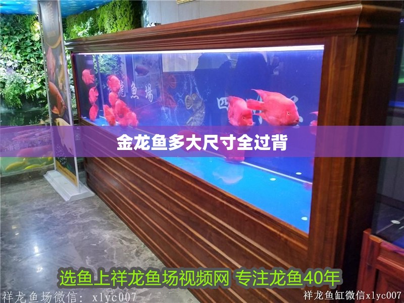 金龍魚多大尺寸全過背