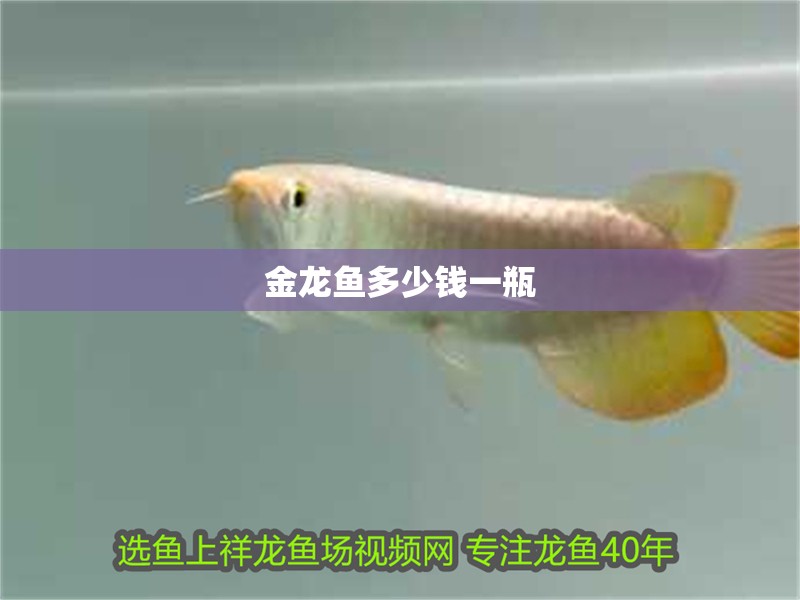 金龍魚多少錢一瓶