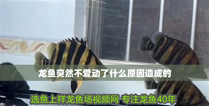 龍魚突然不愛動了什么原因造成的
