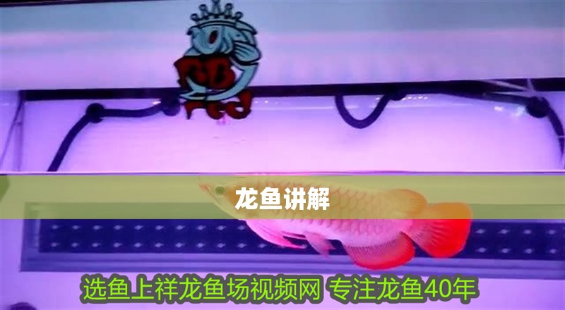 龍魚講解