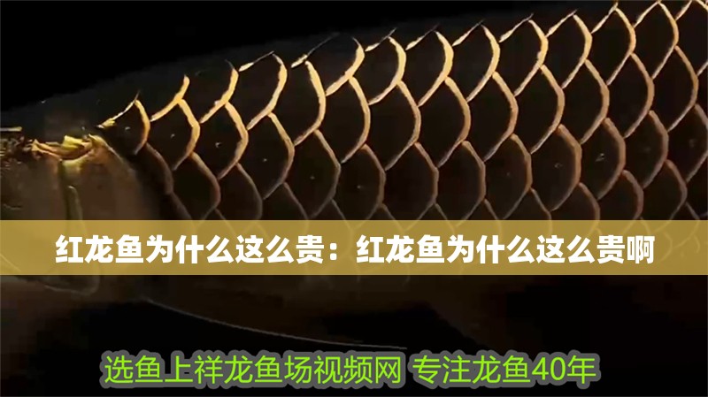 紅龍魚為什么這么貴：紅龍魚為什么這么貴啊 紅龍魚為什么這么貴：紅龍魚為什么這么貴啊 水族問答