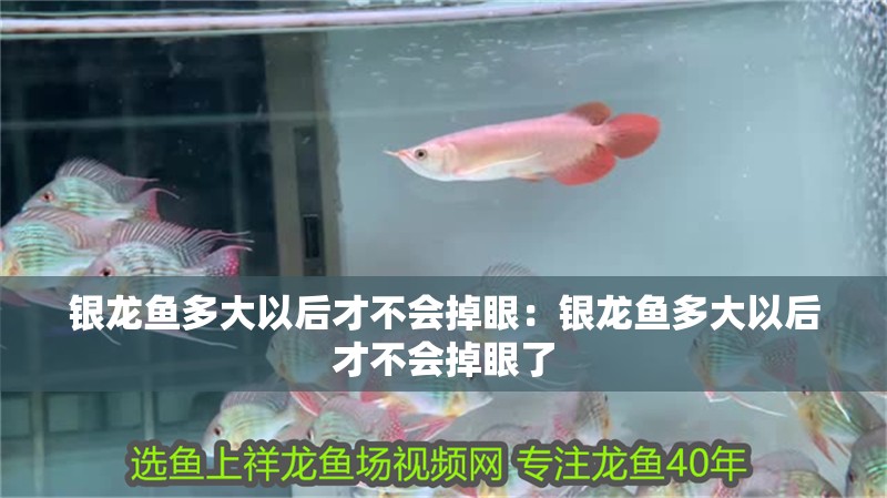 銀龍魚多大以后才不會掉眼：銀龍魚多大以后才不會掉眼了