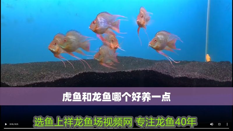 虎魚和龍魚哪個好養一點