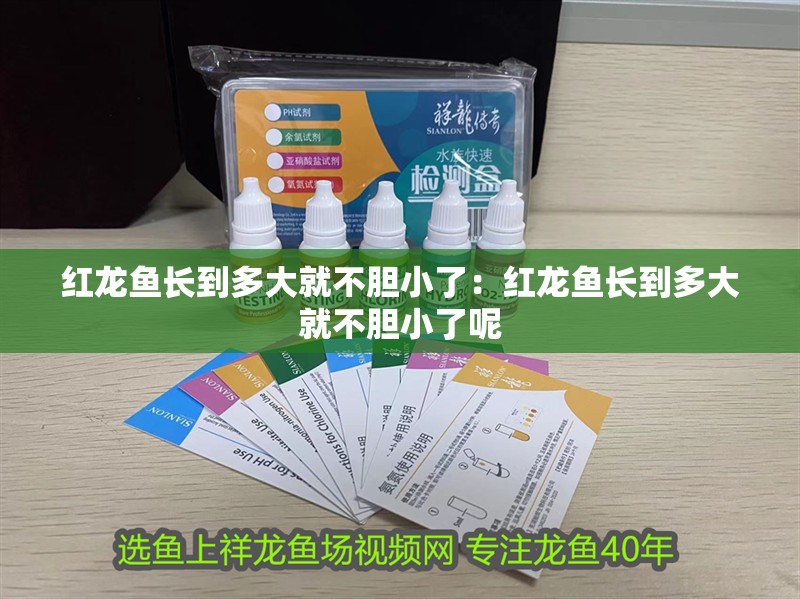 紅龍魚長到多大就不膽小了：紅龍魚長到多大就不膽小了呢