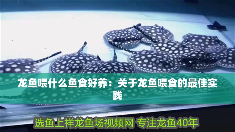 龍魚喂什么魚食好養:關于龍魚喂食的最佳實踐