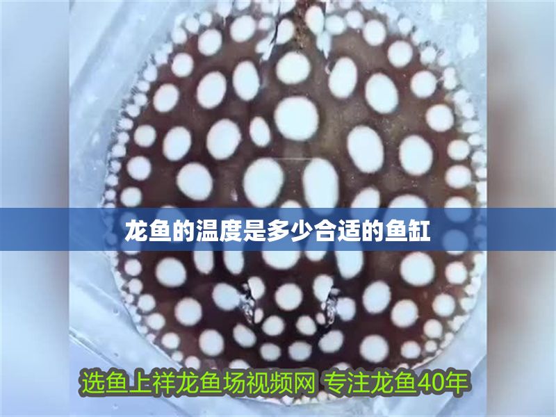 龍魚的溫度是多少合適的魚缸