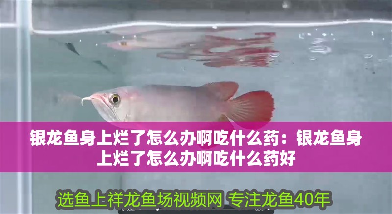 銀龍魚身上爛了怎么辦啊吃什么藥：銀龍魚身上爛了怎么辦啊吃什么藥好