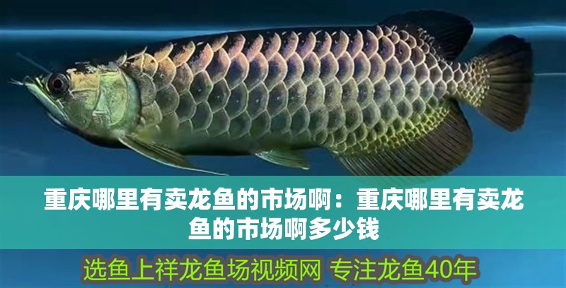 重慶哪里有賣龍魚的市場啊：重慶哪里有賣龍魚的市場啊多少錢