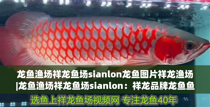 龍魚漁場祥龍魚場sianlon龍魚圖片祥龍漁場|龍魚漁場祥龍魚場sianlon：祥龍品牌龍魚魚場