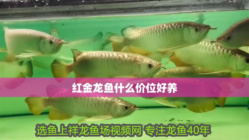 紅金龍魚什么價位好養