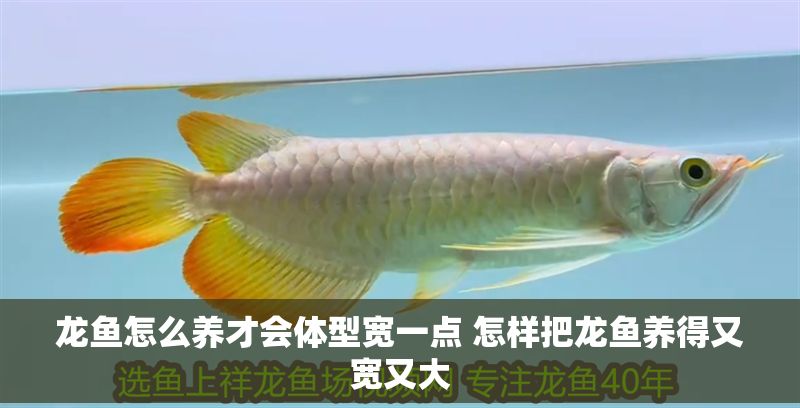 龍魚怎么養(yǎng)才會(huì)體型寬一點(diǎn) 怎樣把龍魚養(yǎng)得又寬又大